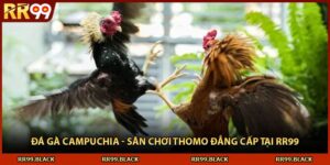 Đá Gà Campuchia - Sân Chơi Thomo Đẳng Cấp Tại RR99