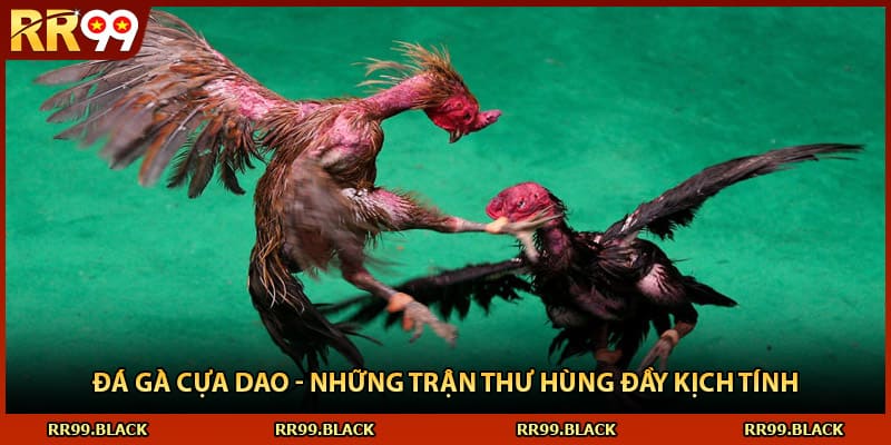 Đá Gà Cựa Dao - Những Trận Thư Hùng Đầy Kịch Tính
