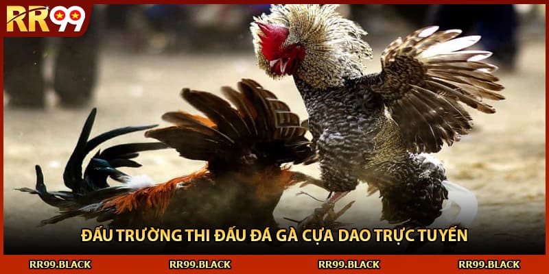 Đấu trường thi đấu đá gà cựa dao trực tuyến