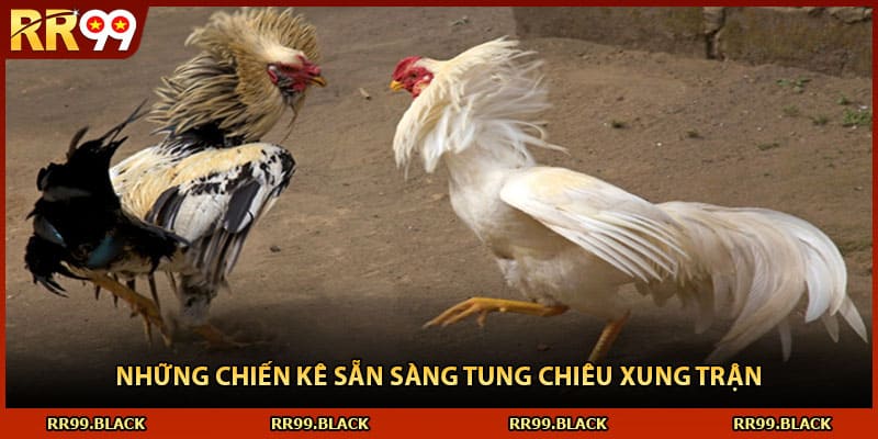 Những chiến kê sẵn sàng tung chiêu xung trận